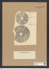 Actinoptychus truanii Pant. (de-Toni-Nr.: Genus 227, Species 5612) Zeichnungen Sammlung Grunow Nr. 9501 (NHMW-BOT-W0379485)